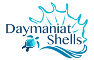 daymaniat-shells. Snorkeling at daymaniat islands