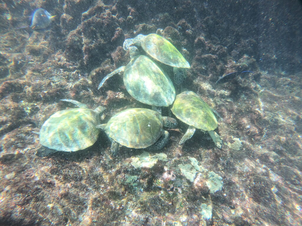 DCIM100GOPROGOPR4747.JPG